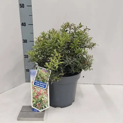 Pieris Jap. Little Goldy T23 H045