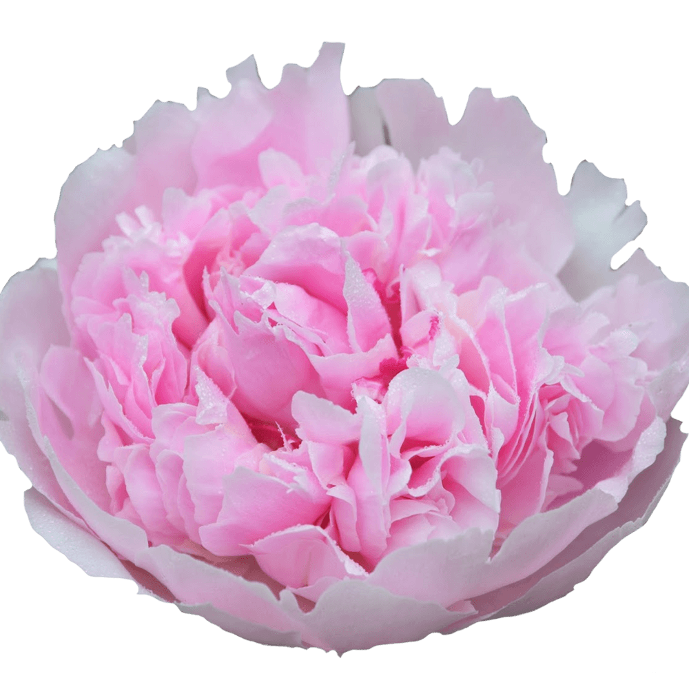 Pfingstrose rosa gefüllt Cheeks 40cm