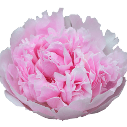 Pfingstrose rosa gefüllt Cheeks 40cm