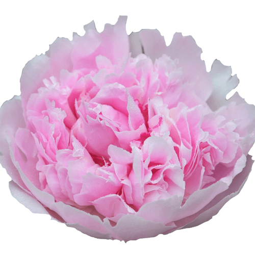 Pfingstrose rosa gefüllt Cheeks 40cm