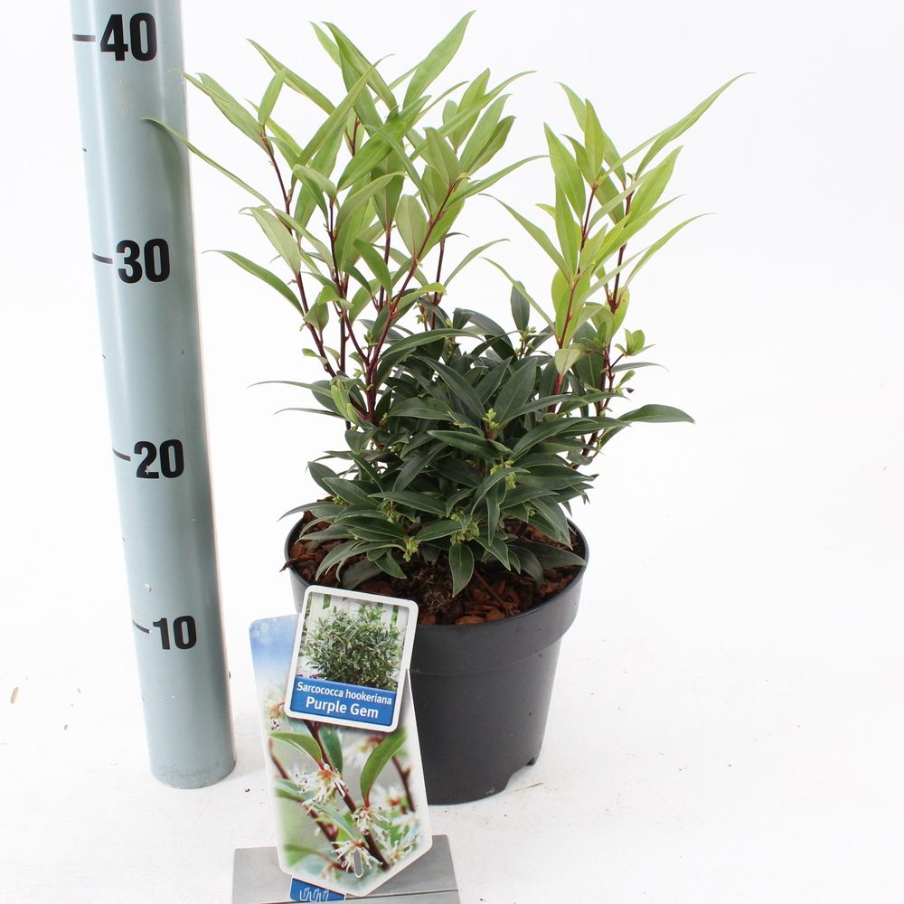 Sarcococca Hook. Purple mix T17 H015