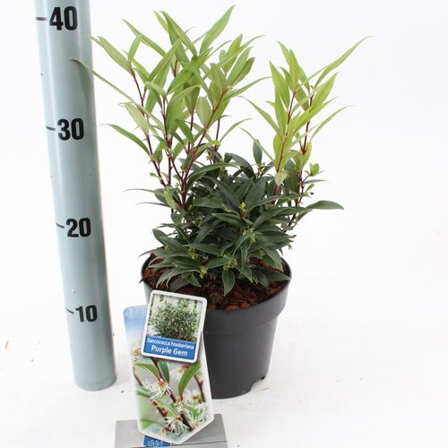 Sarcococca Hook. Purple mix T17 H015