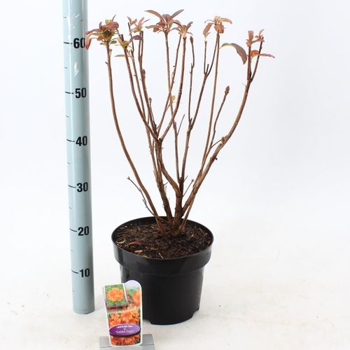 Rhodo.Ak Golden T23 H60
