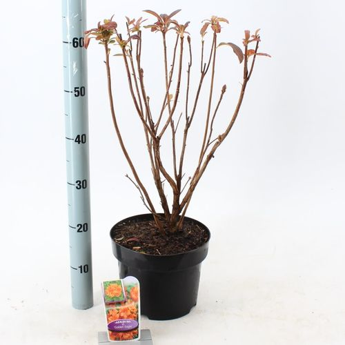 Rhodo.Ak Golden T23 H60