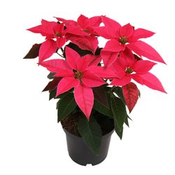Princettia dunkel rosa T10,5 H025