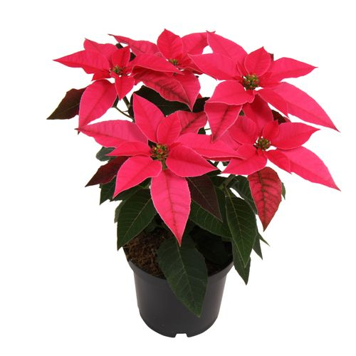 Princettia dunkel rosa T10,5 H025