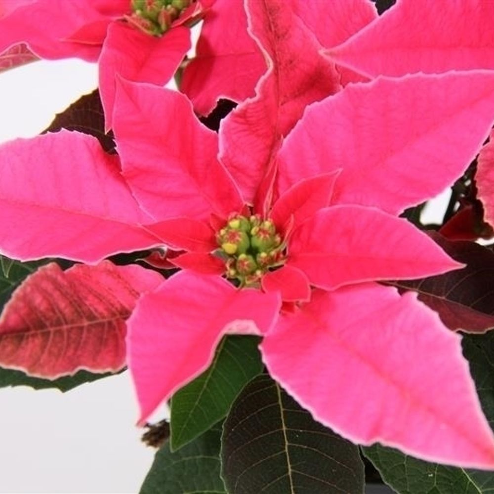 Princettia dunkel rosa T10,5 H025