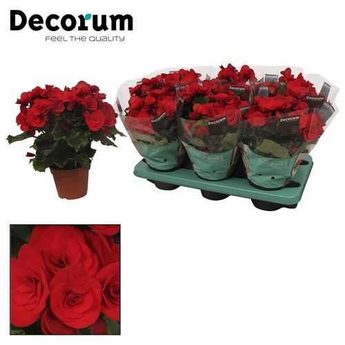 Begonie rot Baladin T14 H32