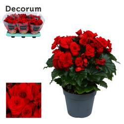 Begonie rot Baladin T14 H032