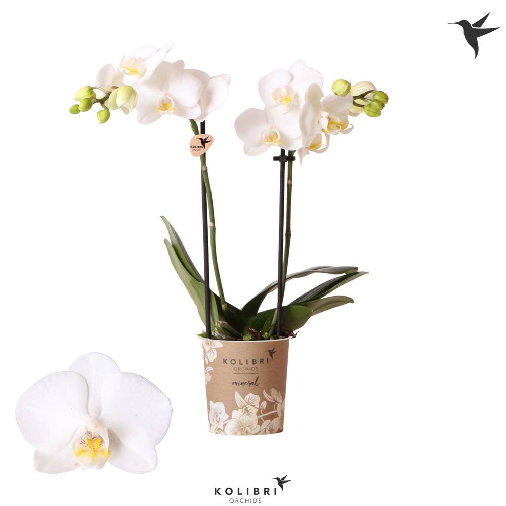 Phal.2-R weiss Sweden T09 H040