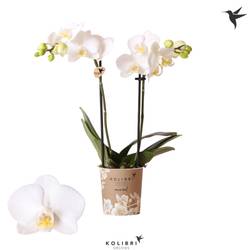 Phal.2-R weiss Sweden T09 H040