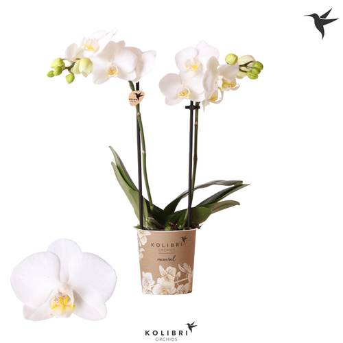 Phal.2-R weiss Sweden T09 H040