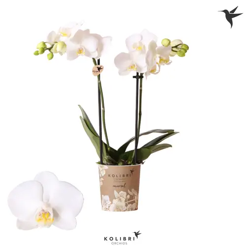 Phal.2-R weiss Sweden T09 H040