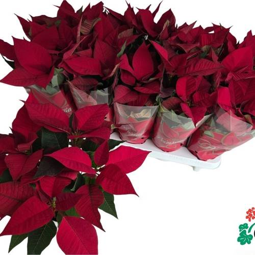 Poinsettia rot verzw. Mars 6+Blüte T11 H030