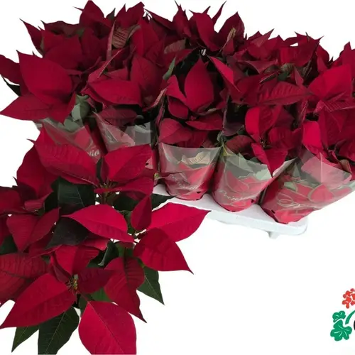 Poinsettia rot verzw. Mars 6+Blüte T11 H030