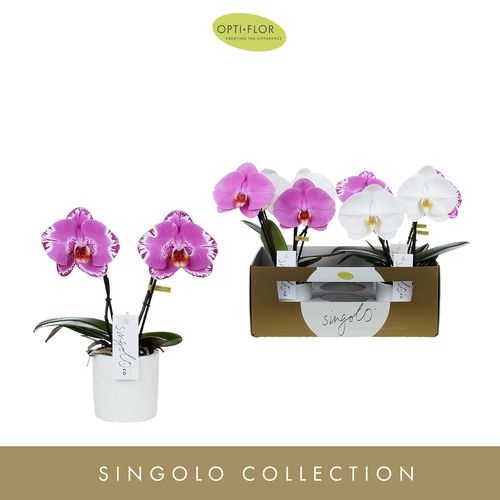 Phal.2-R mix Singolo T09 H40