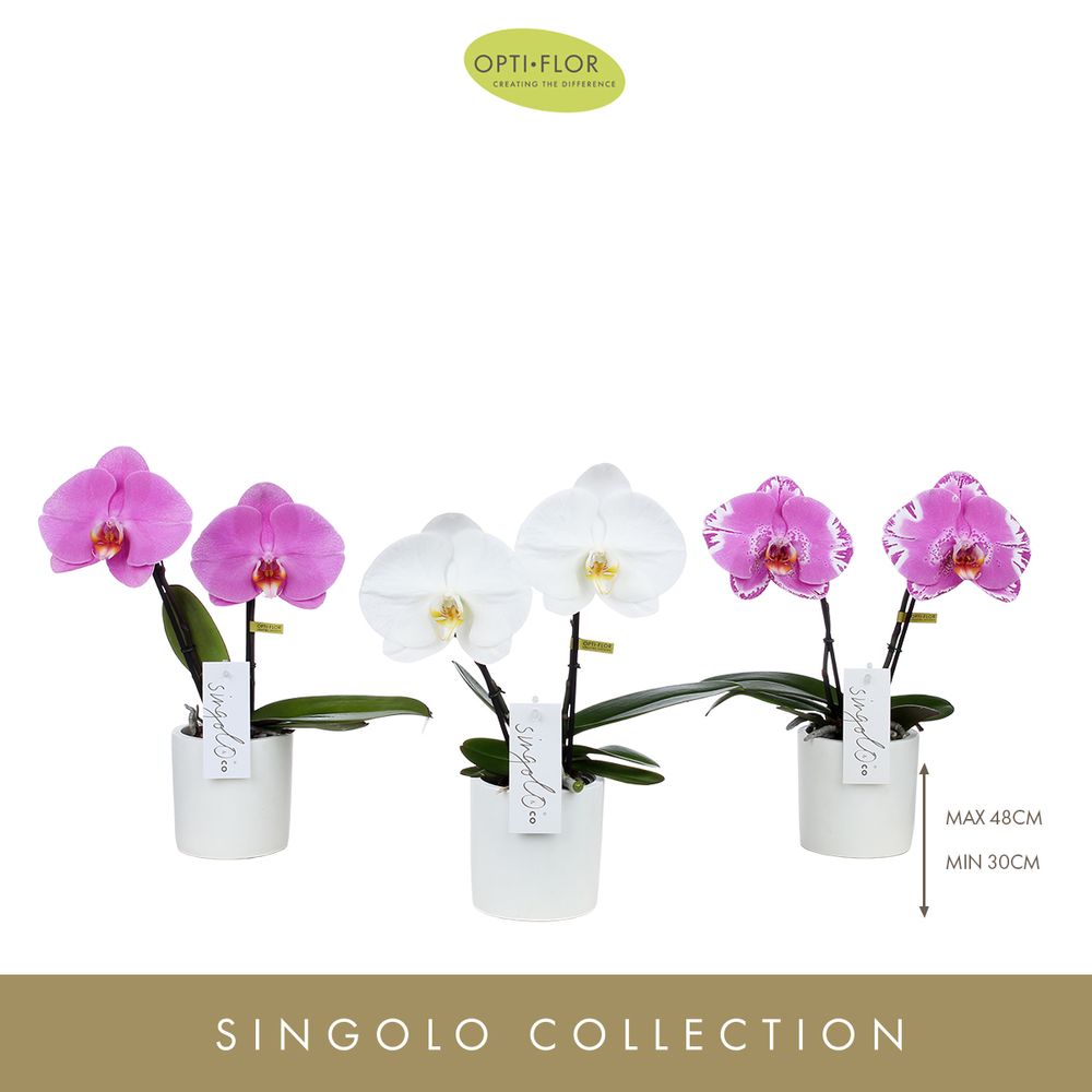 Phal.2-R mix Singolo T09 H40