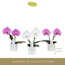 Phal.2-R mix Singolo T09 H40