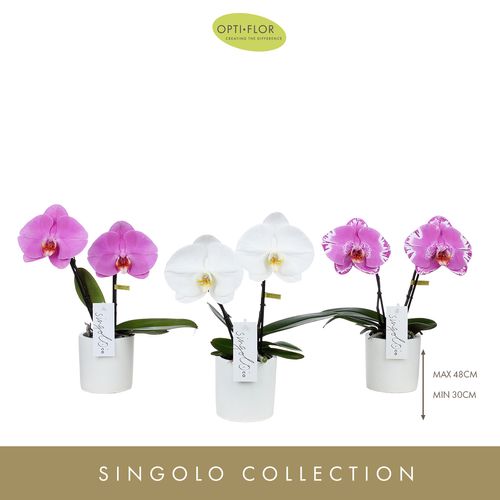 Phal.2-R mix Singolo T09 H40