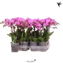 Phal.2-R rosa Violett Kolibri T09 H40