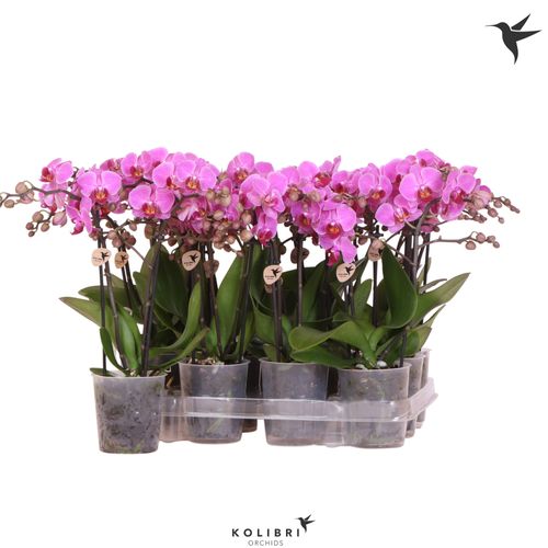 Phal.2-R rosa Violett Kolibri T09 H40