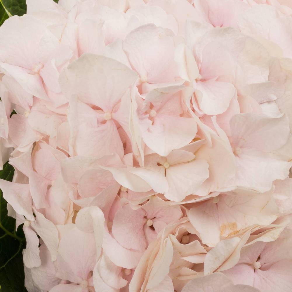 Hortensie hellrosa Sw Verena Bol 22cm 80cm