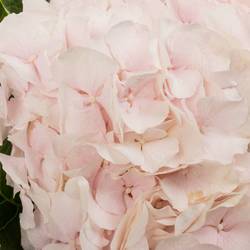 Hortensie hellrosa Sw Verena Bol 22cm 80cm