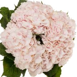 Hortensie hellrosa Sw Verena Bol 22cm 80cm