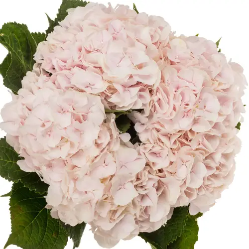 Hortensie hellrosa Sw Verena Bol 19cm 80cm