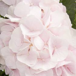 Hortensie hellrosa Sw Verena Bol 22cm 80cm