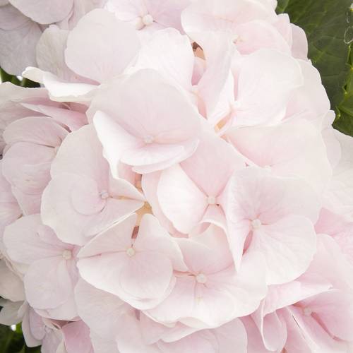 Hortensie hellrosa Sw Verena Bol 22cm 80cm