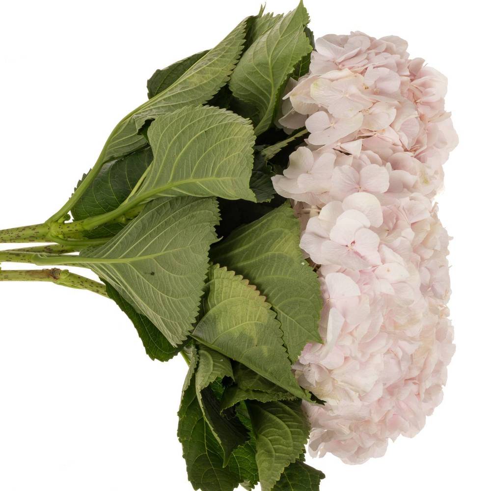 Hortensie hellrosa Sw Verena Bol 22cm 80cm