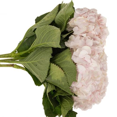 Hortensie hellrosa Sw Verena Bol 22cm 80cm