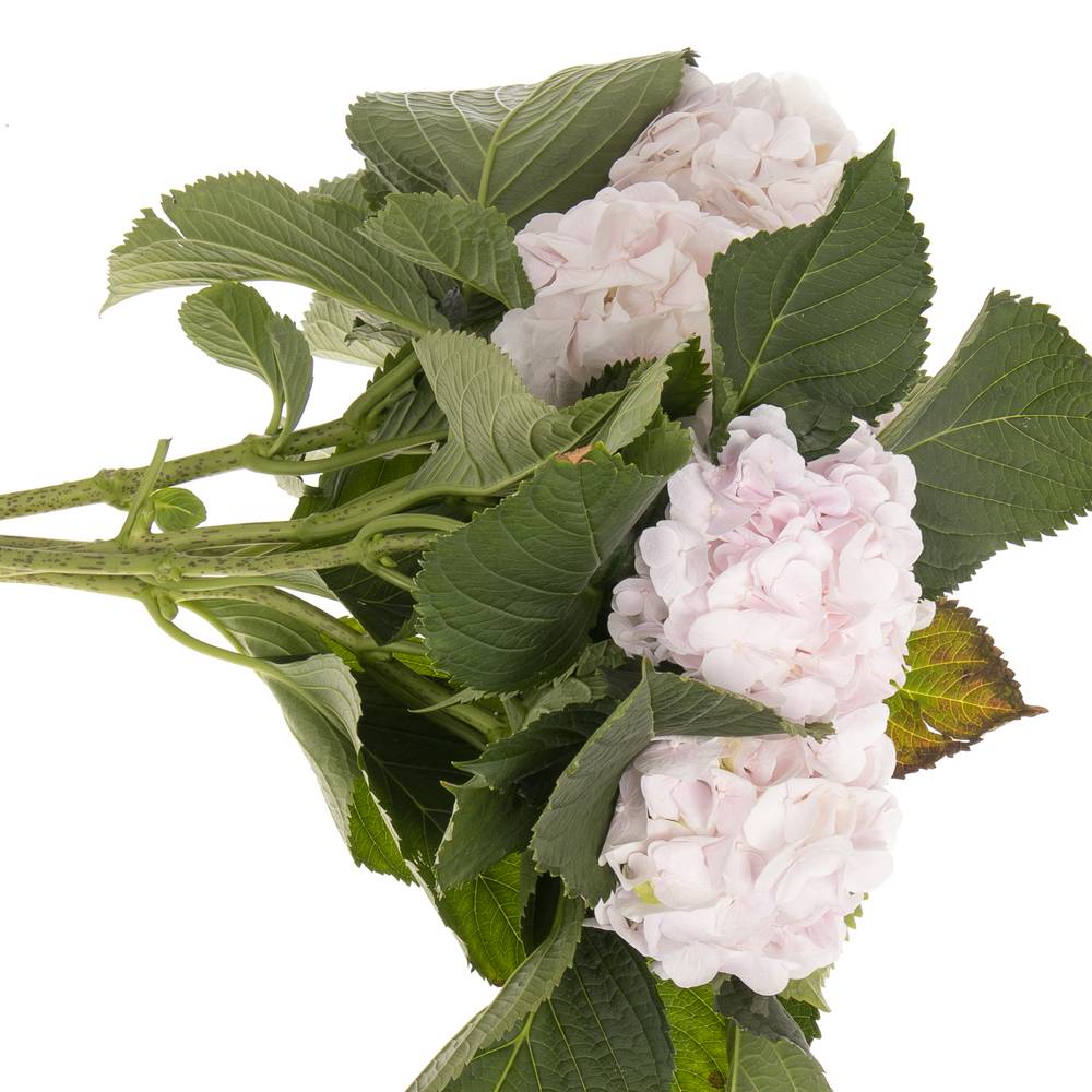 Hortensie hellrosa Sw Verena Bol 22cm 80cm