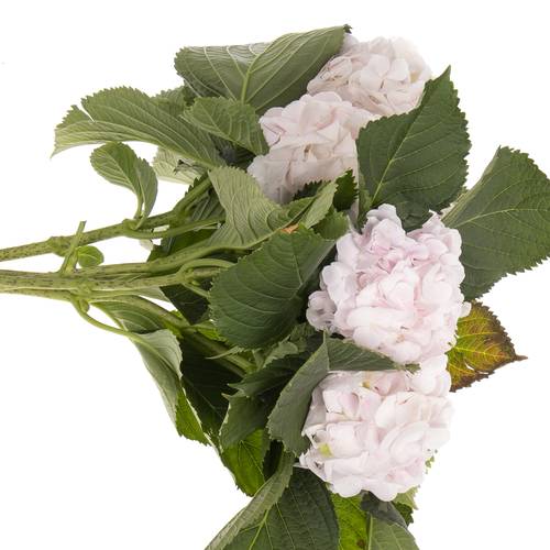 Hortensie hellrosa Sw Verena Bol 22cm 80cm
