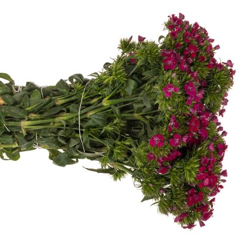 Bartnelke fuchsia Neon Cherry 35cm