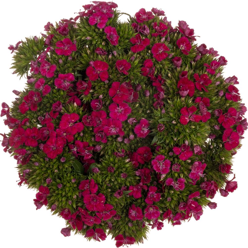 Bartnelke fuchsia Neon Cherry 35cm