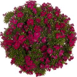 Bartnelke fuchsia Neon Cherry 35cm