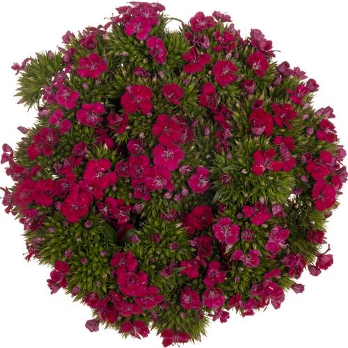 Bartnelke fuchsia Neon Cherry 35cm
