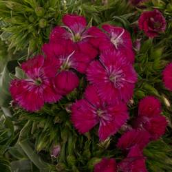 Bartnelke fuchsia Neon Cherry 35cm