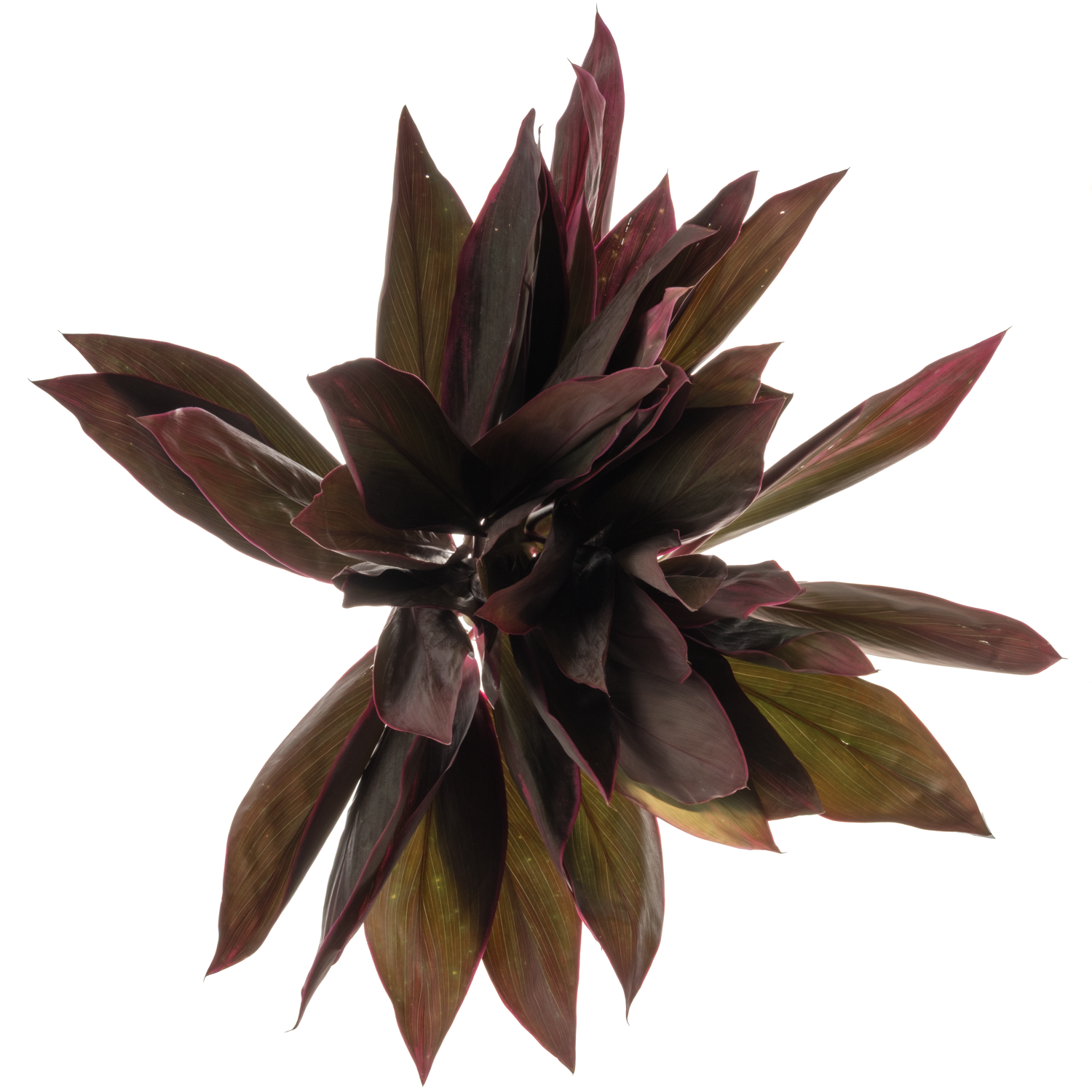 Cordyline rot Red Top 65cm