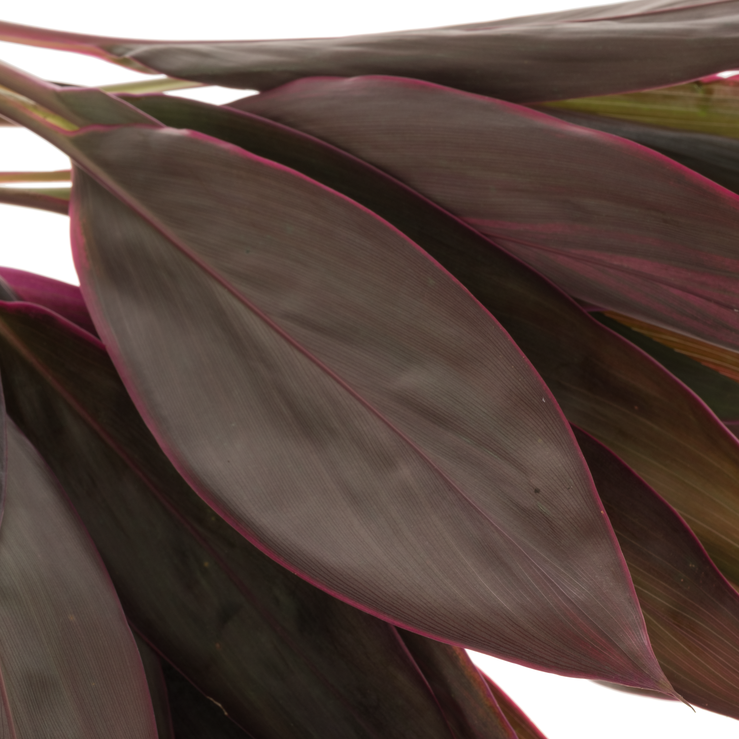 Cordyline rot Red Top 65cm