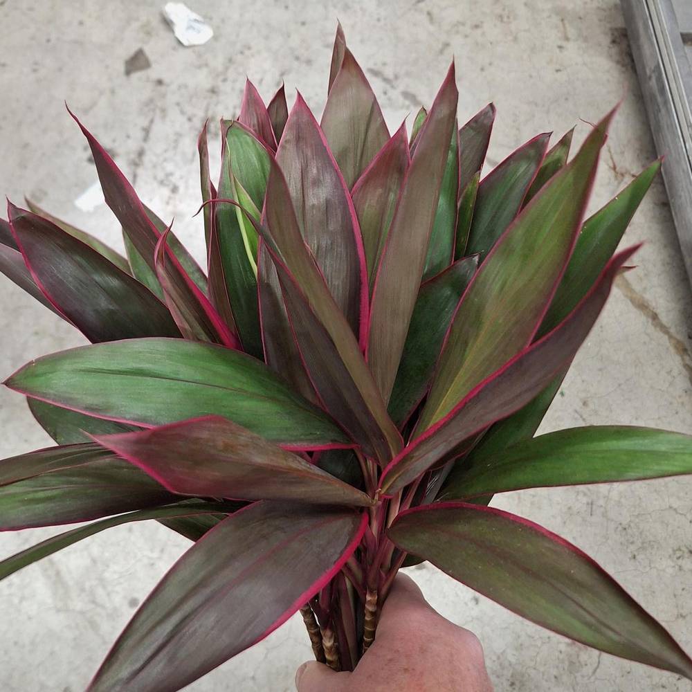 Cordyline rot Red Top 50cm