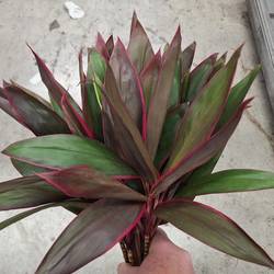 Cordyline rot Red Top 50cm