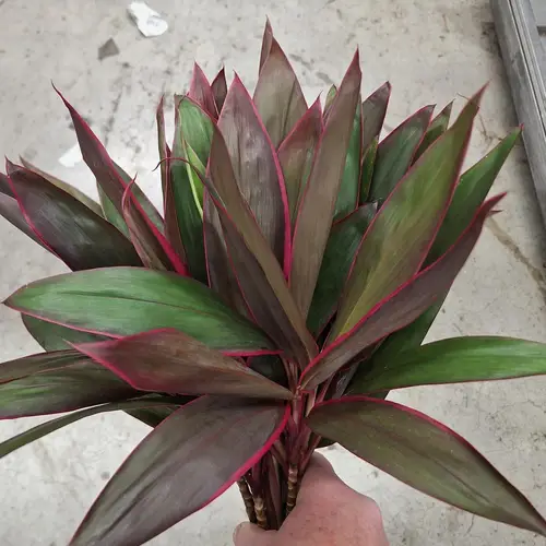 Cordyline rot Red Top 50cm