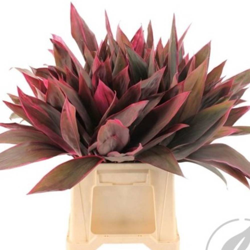 Cordyline rot Red Top 50cm