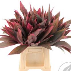 Cordyline rot Red Top 50cm