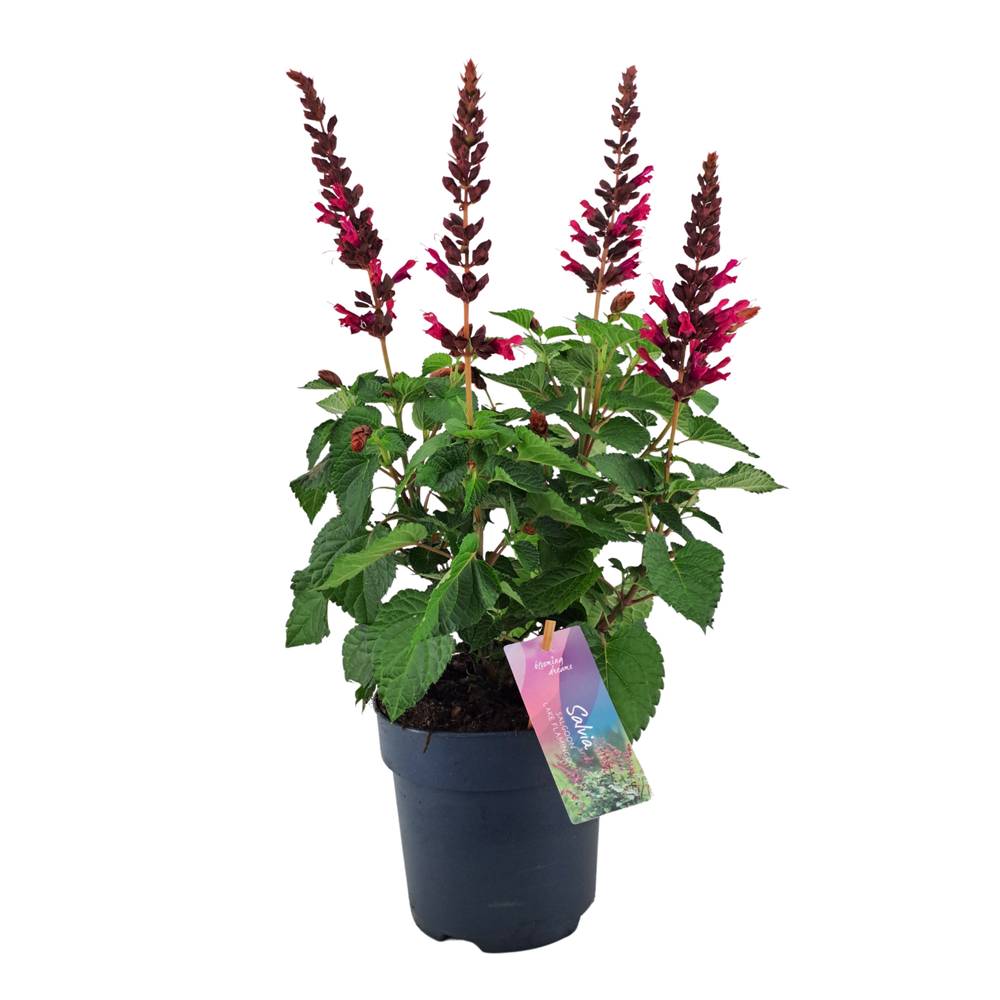 Salvia rosa Salgoon T17 H055