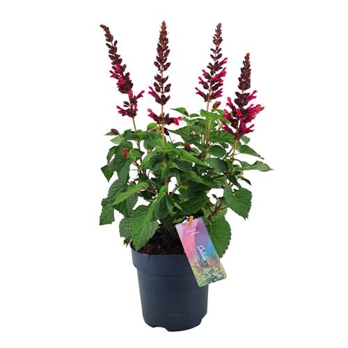 Salvia rosa Salgoon T17 H055
