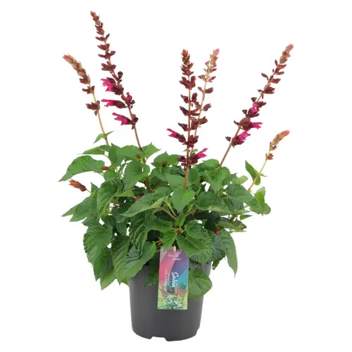 Salvia rosa Salgoon T17 H055